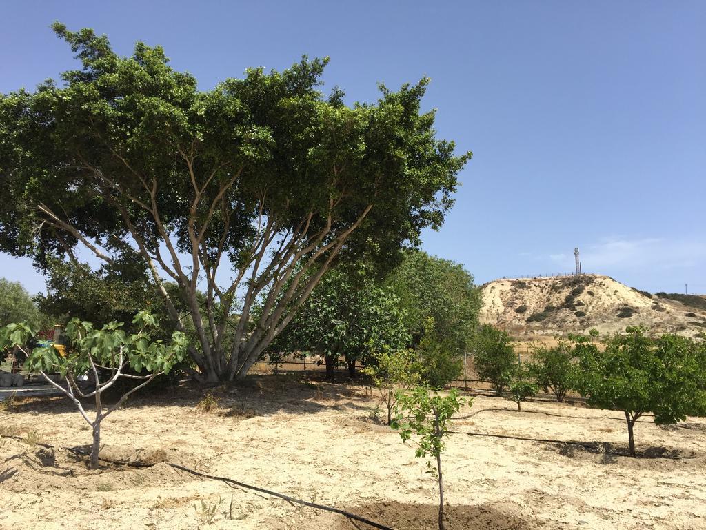 Paradise Traditional House Maroni المظهر الخارجي الصورة